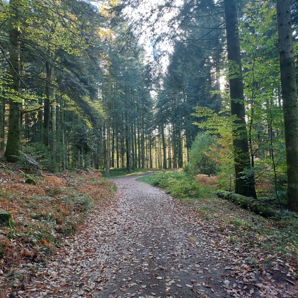 Étang d'Huchère par le rond cailloux - Amandine - 1