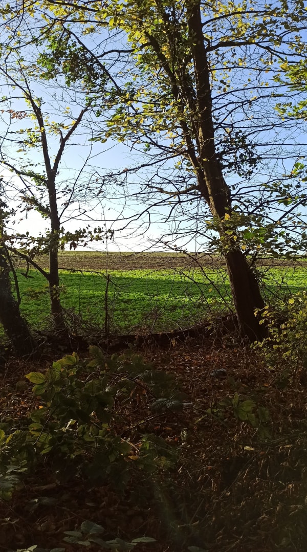 Balade  dans la forêt d'Argerone - Natacha - 1