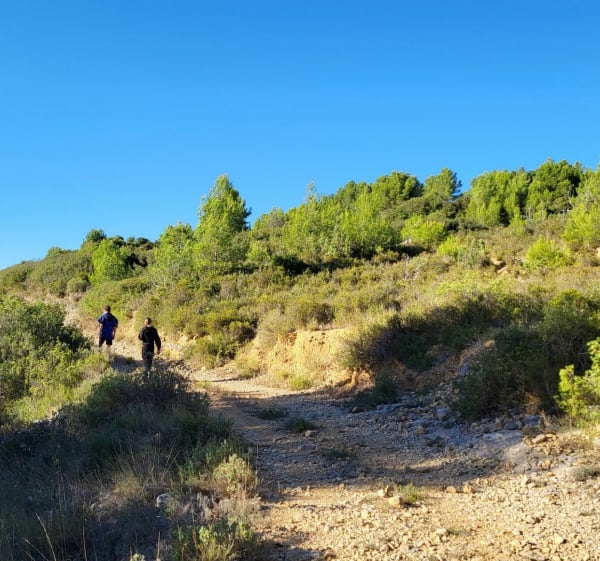 La garrigue et les oliviers à Saint Pargoire - Stephane - 1