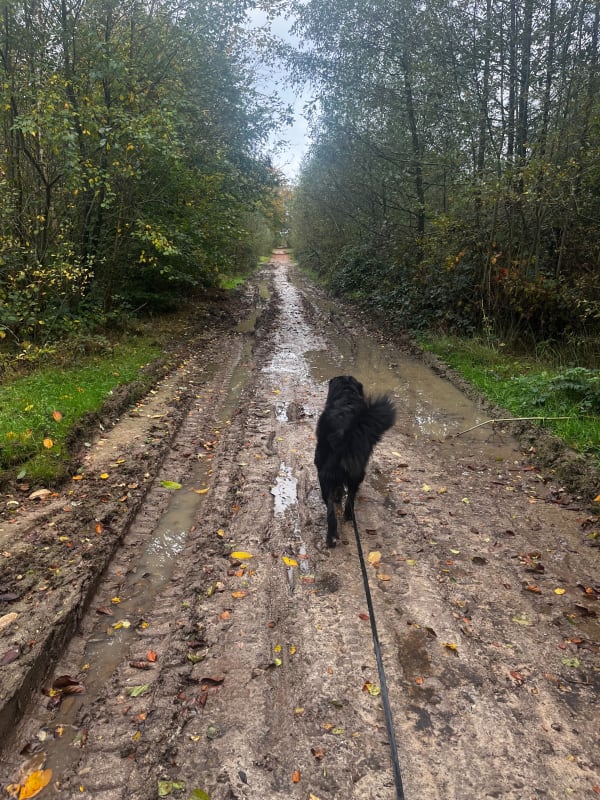 Promenade en forêt verte de hêtres des Cotrets - Betty - 1