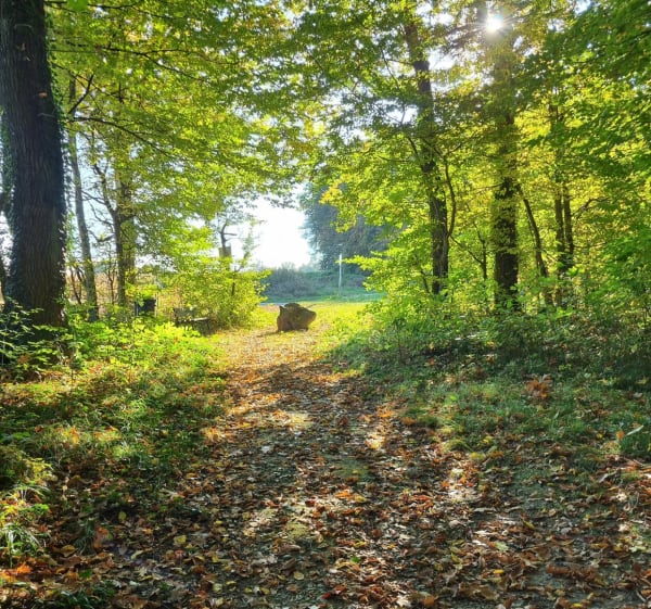 Balade en forêt à Altkirch, par Buergerwald - CHRISTELLE - 1