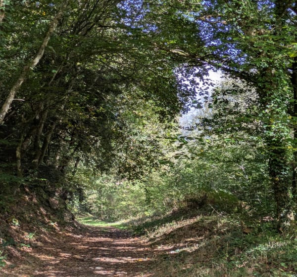 Balade dans le bois d'Avaugour - Mila - 1
