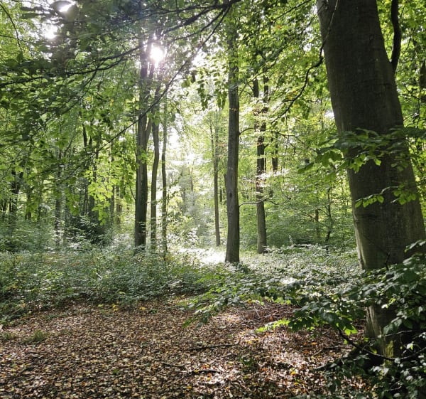 Forêt Domaniale Verte : traversée Forêt et Chemin rural - Decathlon - 1