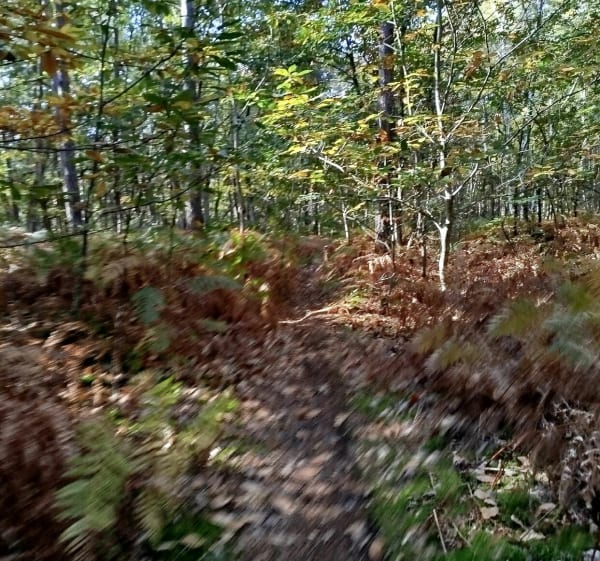 Entre Villefargeau et St-Thibault - SANDRINE - 1