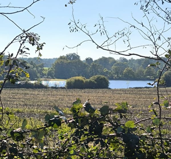 Étang de la forêt, par Plaisance et Poilieux - David - 1