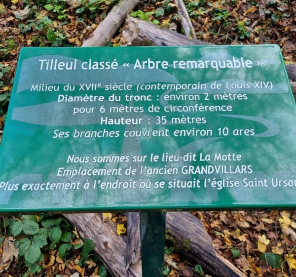 Tilleul remarquable et Grandvillars - CHRISTELLE - 1