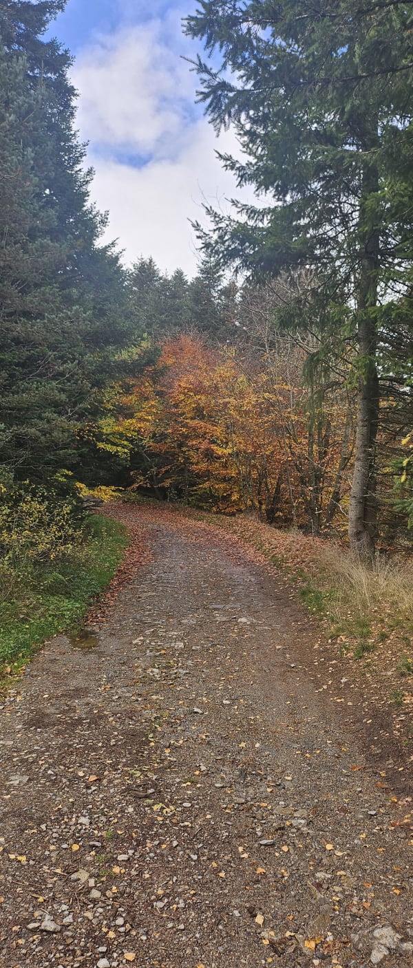 Bois de Tournon et Grand Bois depuis Le Bessat - Marie Clothilde - 1