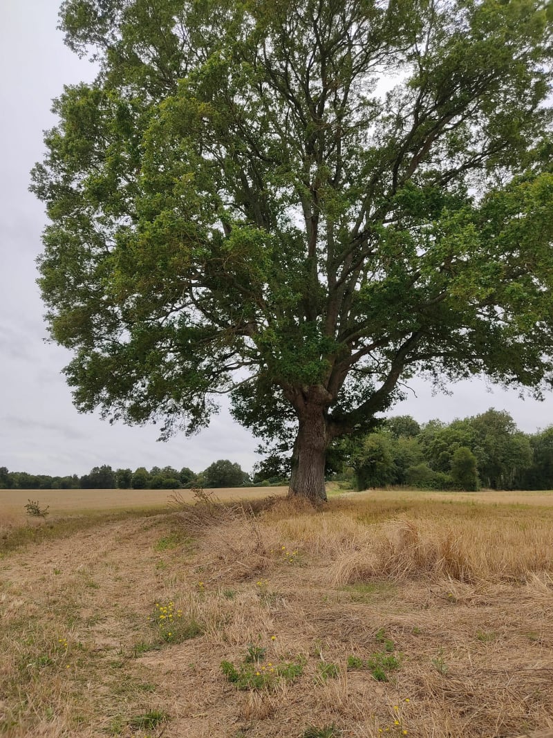 Balade entre La Pelouelle, Villaret et La Leu - Sommières-du-Clain