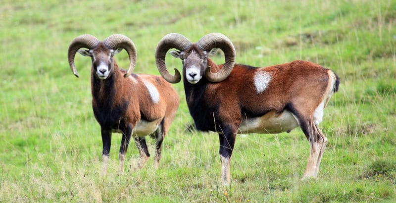 Les gorges de Colombières regorgent de mouflons