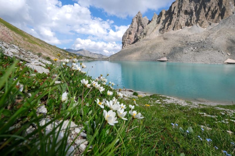 Randonnée lac des Béraudes : le lac derrière de petites fleurs de montagne blanches