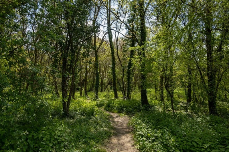 Photo d'un sentier de la forêt de Touffou.