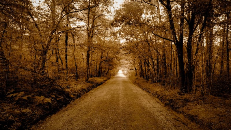 Randonnée forêt du Gâvre : long chemin en pleine forêt