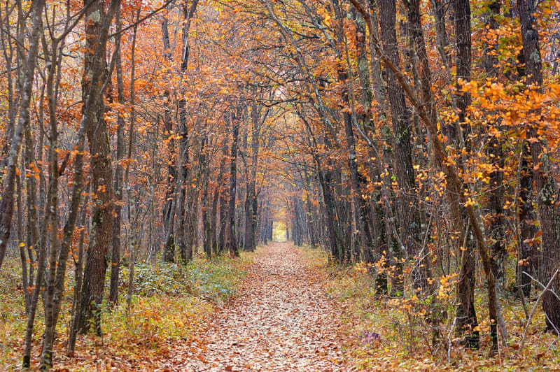 Vue sur un sentier de la forêt de Bouconne en automne.