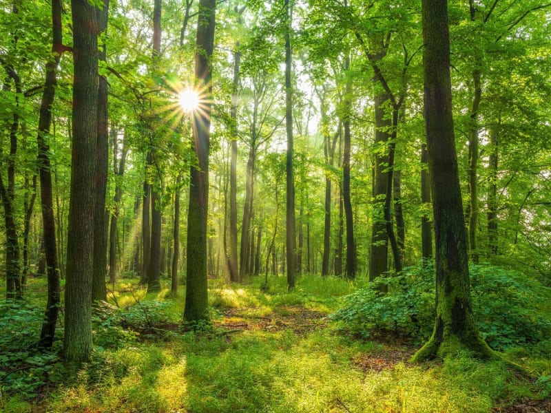 Randonnée forêt de Buzet : grands arbres verts dans forêt et soleil