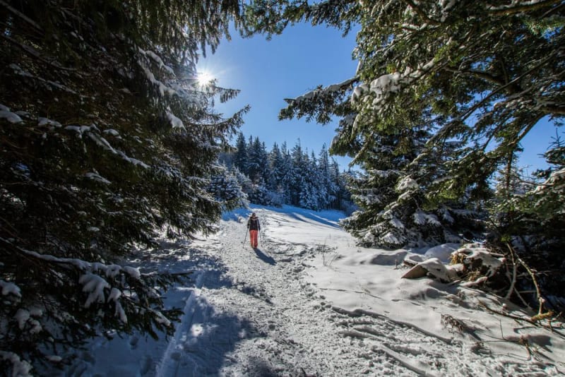 Rando raquettes Vosges : randonneur en raquettes sur un sentier enneigé entre les sapins