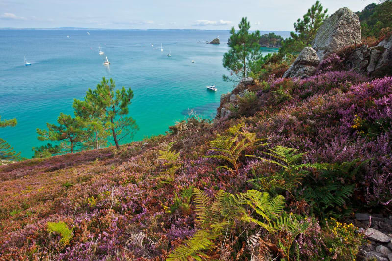 Randonnée cap de la Chèvre : vue sur l'océan depuis un sentier entouré de bruyère en fleur