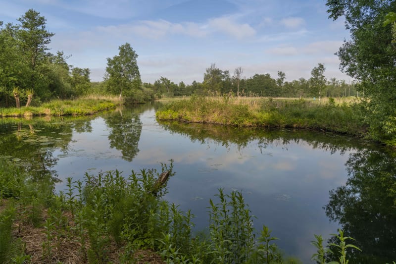 Promenade au bord des étangs et bain de nature à Bruges - Bruges