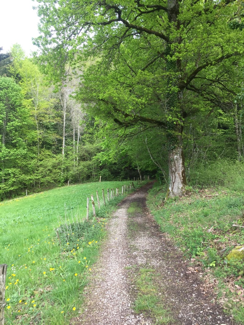 Balade dans les bois de Quintal et cueillette de châtaignes - Vieugy