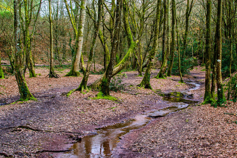 Tréhorenteuc et imagination au pouvoir à Brocéliande ! - Tréhorenteuc