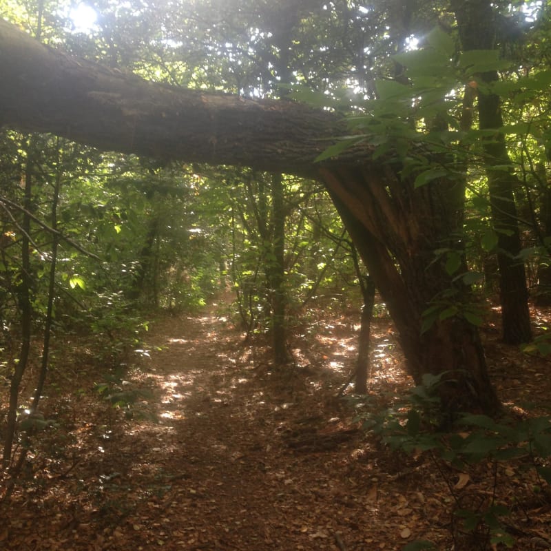 Lizio et promenade hypnotique dans les bois - Lizio