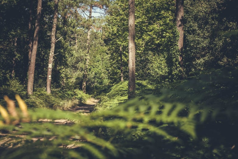 Bouliac, bois, étang et déconnexion - Bouliac
