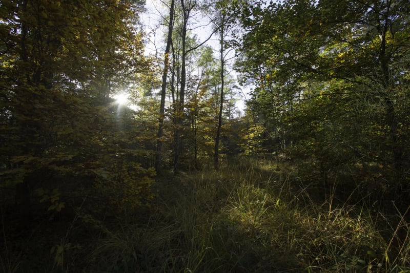 Chevreuse, GR®, forêt et rivière - Chevreuse