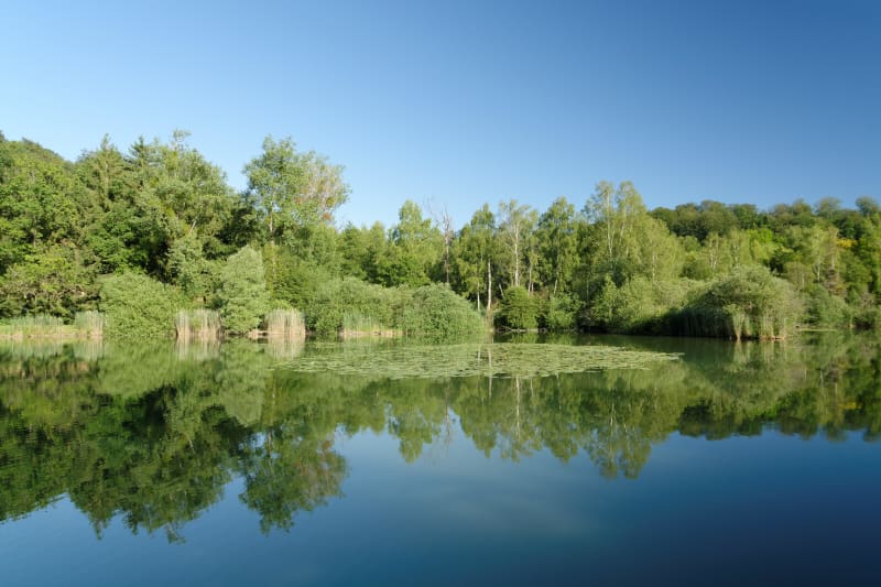 Bulligny et virée dans des bois envoûtants et au bord d'un étang - Bulligny