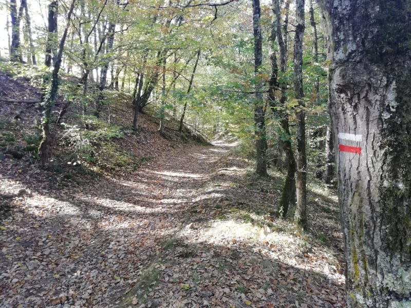 Vadrouille à Jourgnac et faire les 400 coups dans les bois ! - Jourgnac