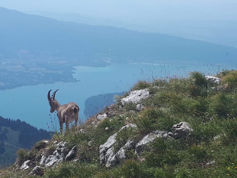 Sommet escarpé de la Tournette et animaux cachés - Chalet de l'Aulp de Montmin, Talloires