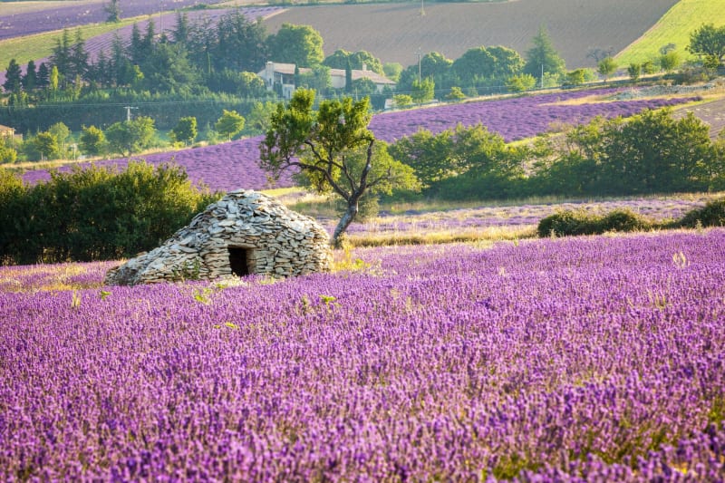 Orpierre et senteurs provençales dans la garrigue - Orpierre
