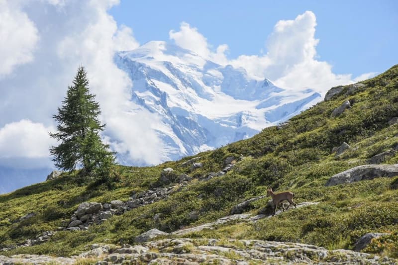 Hypnotisant Lac Blanc et crépuscule époustouflant - Tré le Champ le Haut, Argentière