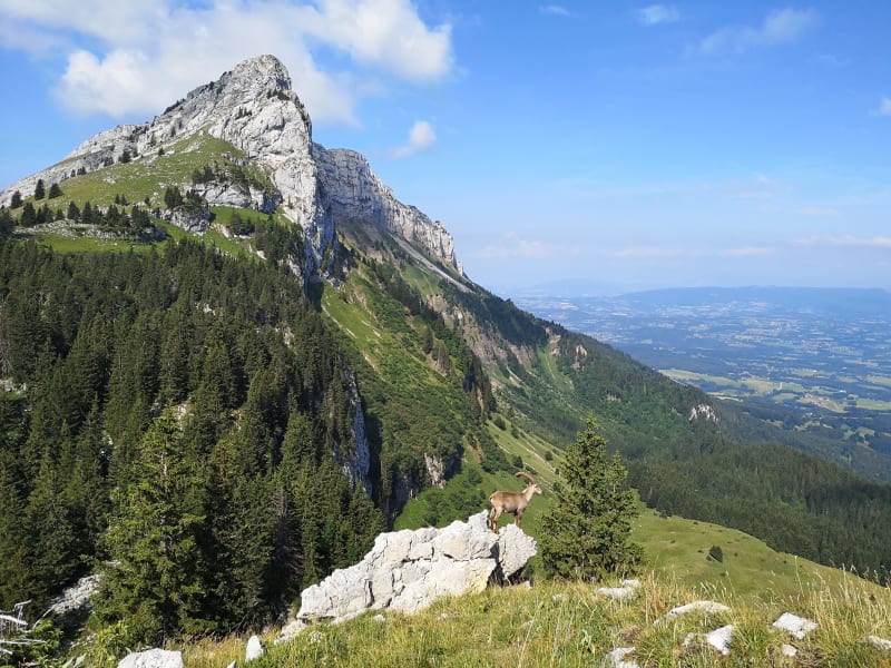 Montagne de Sous-Dine et sprint avec les bouquetins - Le Chesnet, Saint-Sixt