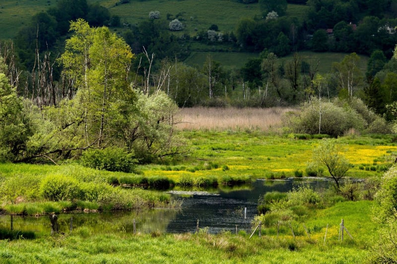 Tourbières de l'Herrétang et petite traversée forestière - La Guillotière, Saint-Laurent-du-Pont