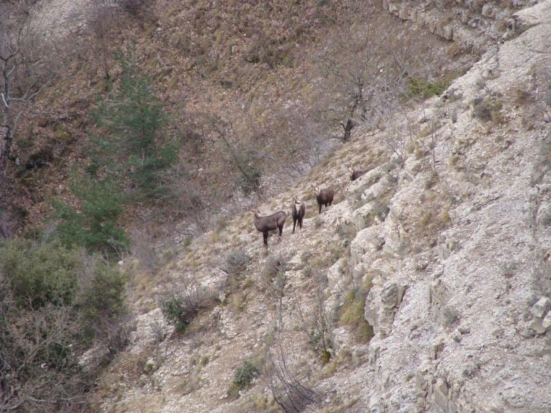 Glacière de Pivaut, pyramide et faune adorable à Mazaugues - Mazaugues