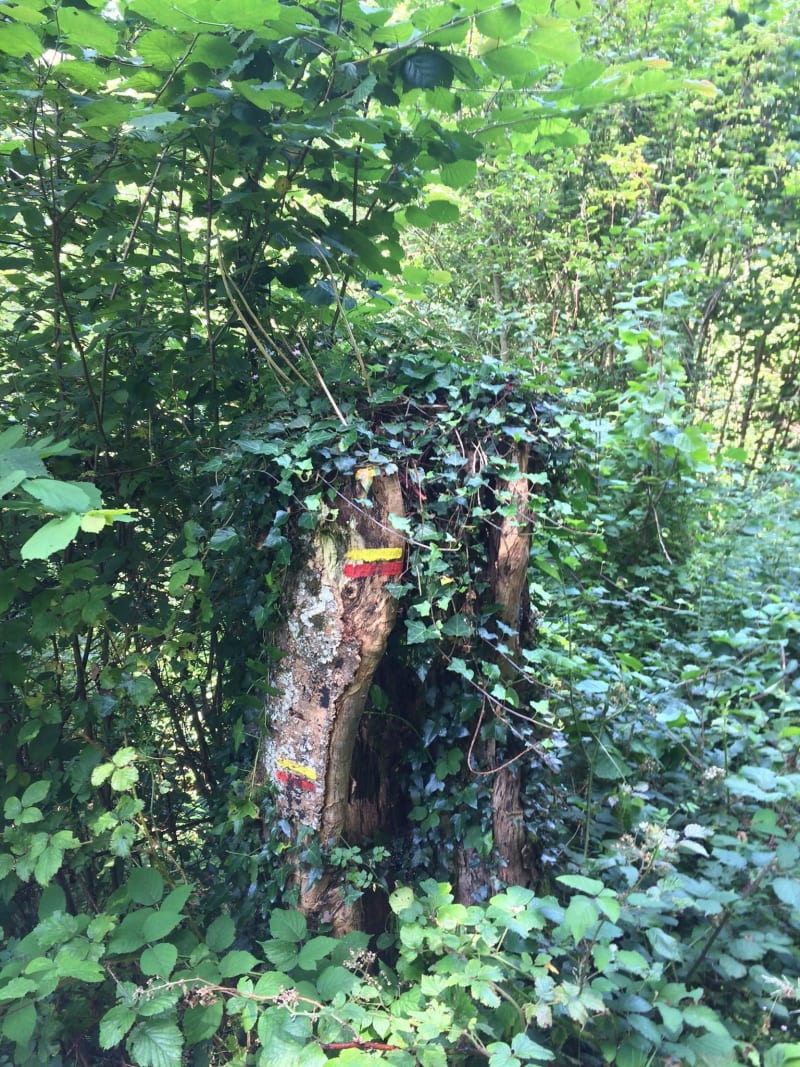 Vautours dans la vallée d'Ossau et vestiges de bergers - Castet