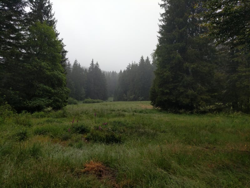 Tour de la Kinsmuss et mystères brumeux en terres Vosgiennes - Bussang