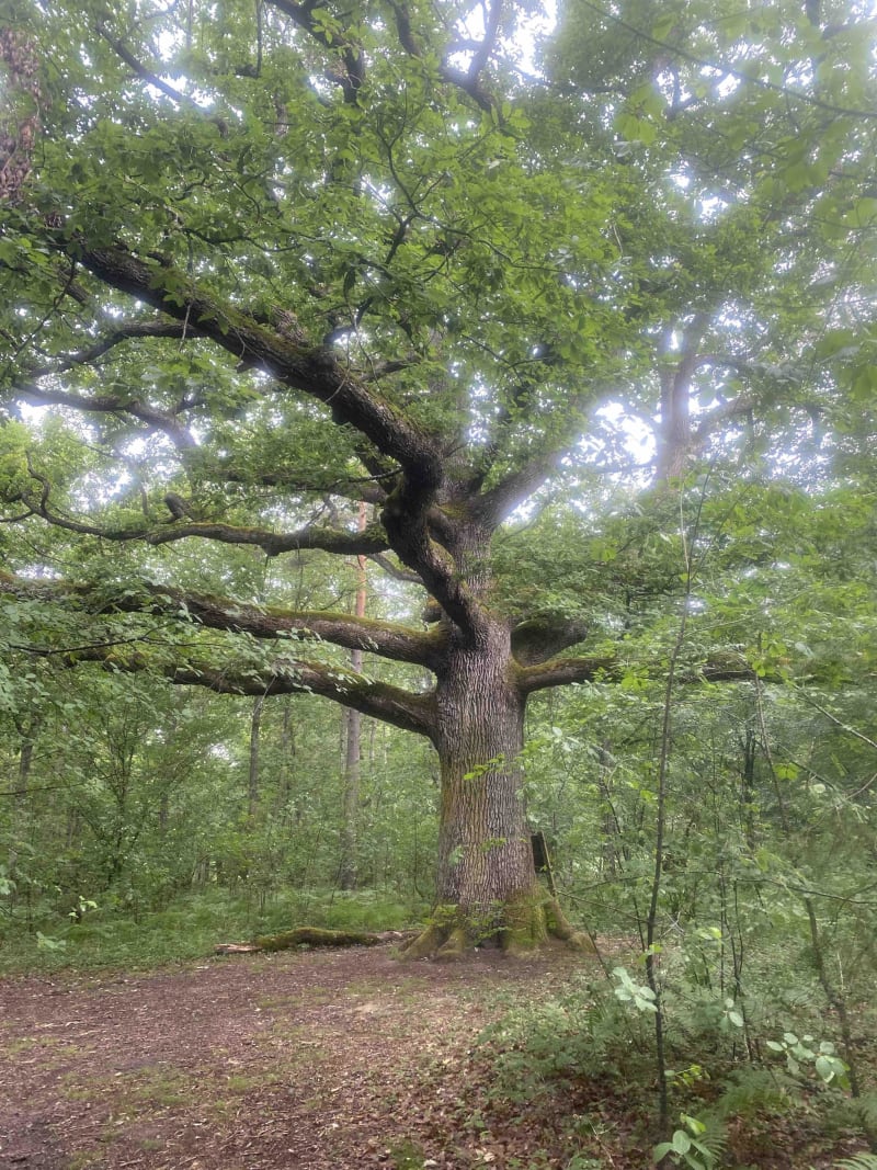 Sentier du Maquis et son vaste passé - Forêt d'Orléans
