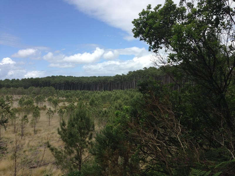 Forêt des Landes de Gascogne et câlins aux arbres - Seignosse