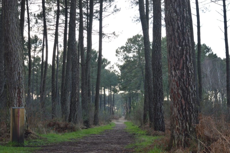 Somptueuse forêt de Migelane et balade géologique - Martillac