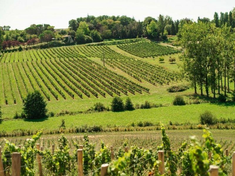 Boucle de Saint-Caprais et évasion entre les vignes - Saint-Caprais-de-Bordeaux