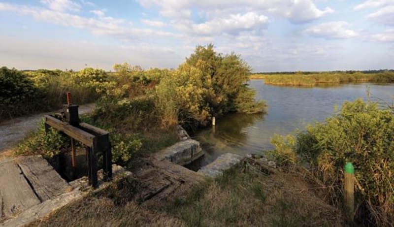 Boucle du Domaine de Fleury et le paradis des oiseaux - Le Teich
