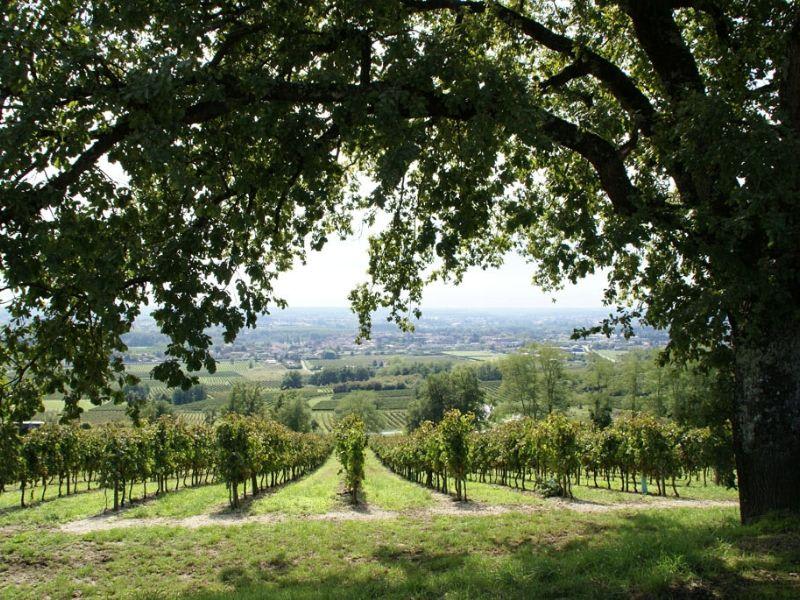 Boucle locale du Médier et du Mec et points de vue sur la vallée - Mongauzy