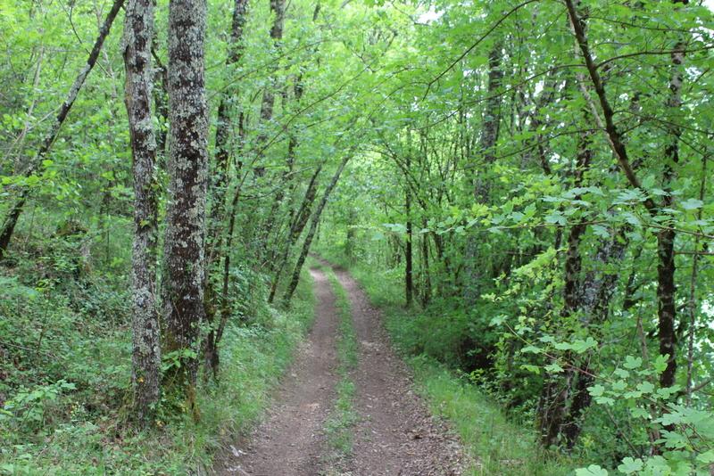 Boucle de Saint-Avit-de-Soulège et douceur entre bois et vignes - Saint-Avit-de-Soulège