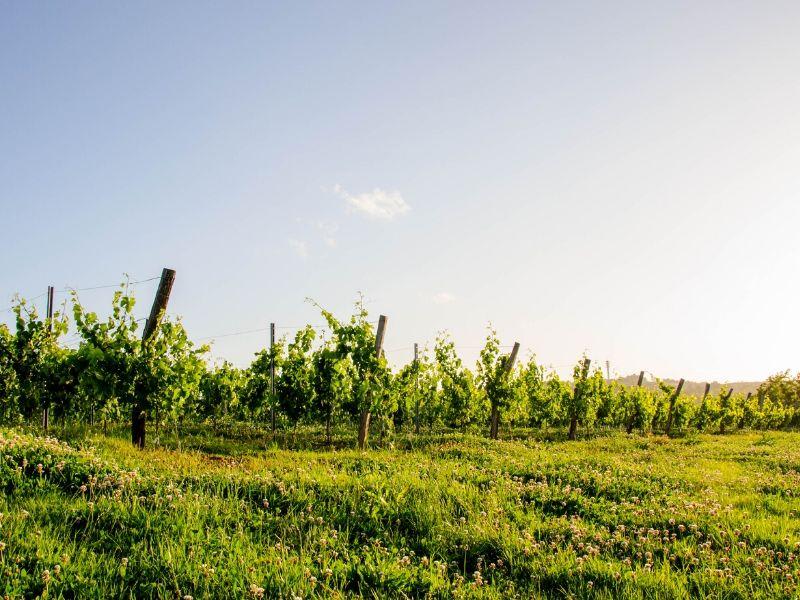 Boucle du cheval blanc et escapade dans les vignobles de Saint-Sève - Saint-Sève