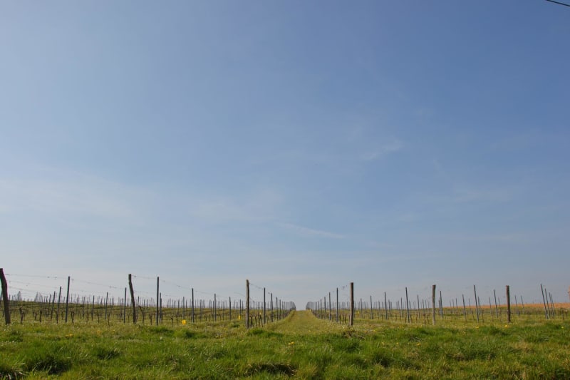 Flânerie sur les hauteurs Roquebrune et calme au cœur des vignes - Roquebrune