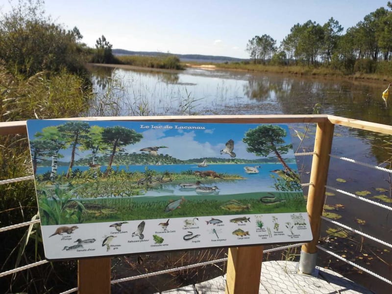 Sentier de la Berle et mystère au cœur de la forêt marécageuse - Lacanau