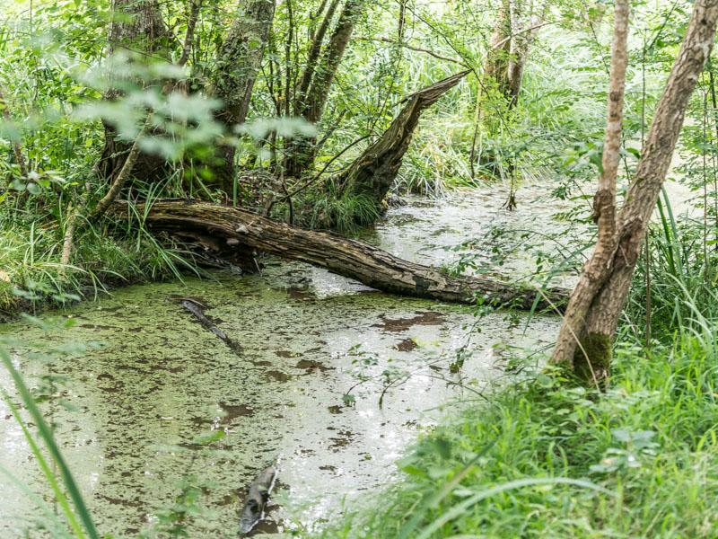 Boucle des marais d’Arcins-Soussans et beauté d'une nature sauvage - Soussans