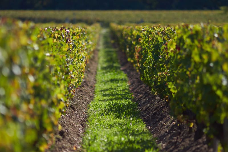 Vignes de Martillac et aller sur les traces de Robin - Martillac
