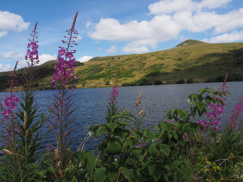 Bol d'air frais au lac de Guéry et jolis paysages floraux - Mont-Dore