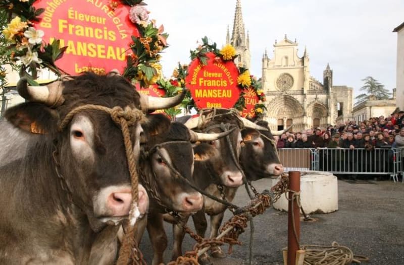 Cité de Bazas et voyage à l'époque médiévale - Bazas